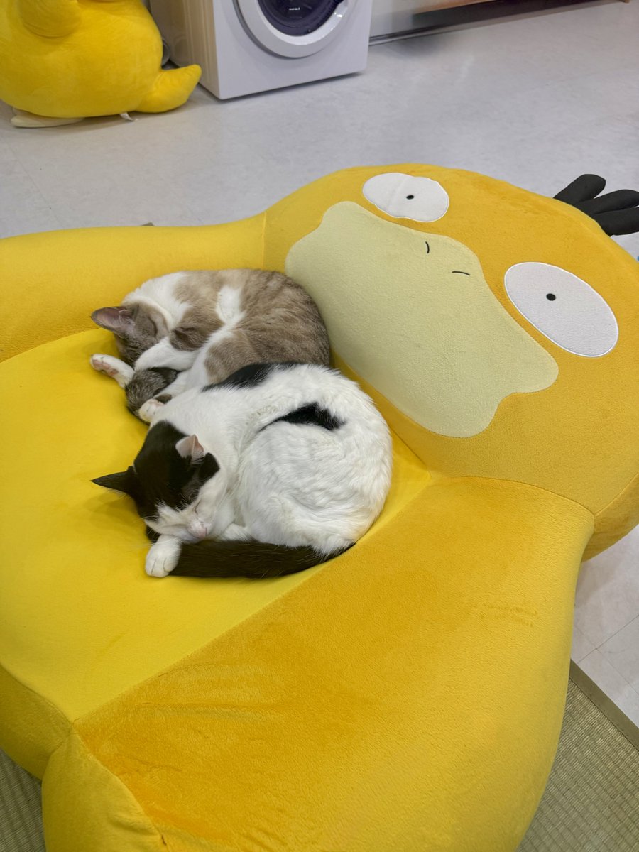 撮り逃しましたが、さっきまでコダックの上で4匹寝てました