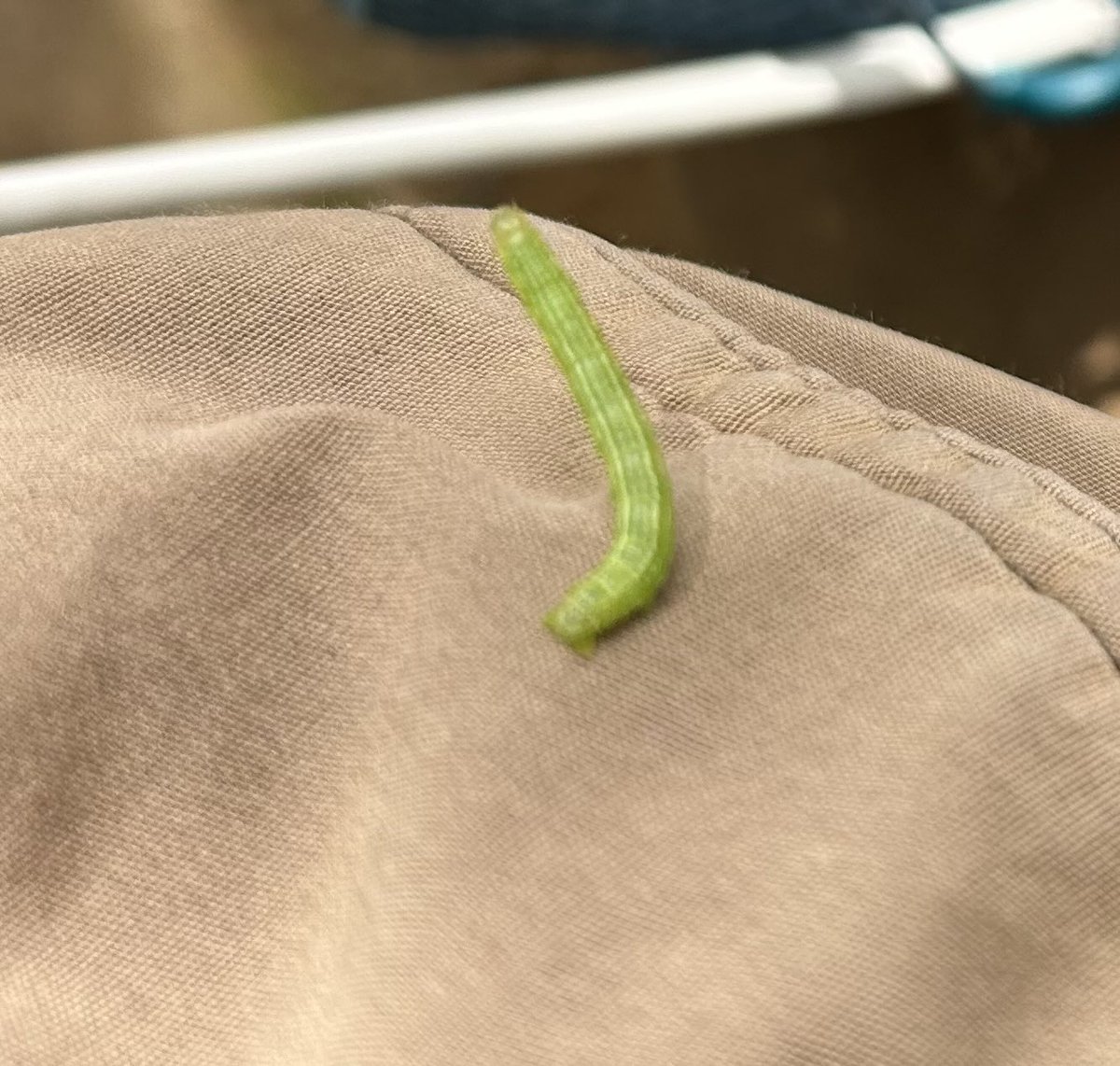 春ですね。
木陰で本読んだり、のんびりしてました。
針葉樹は大丈夫だけど、紅葉樹の下にいると、こんなヤツが乗っかってくる…。
3-4匹乗ってたみたいで、1匹なんか、5-10km離れたとこまで連れてきちゃったよ