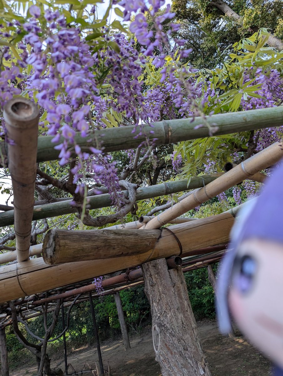 もぺたち tweet media