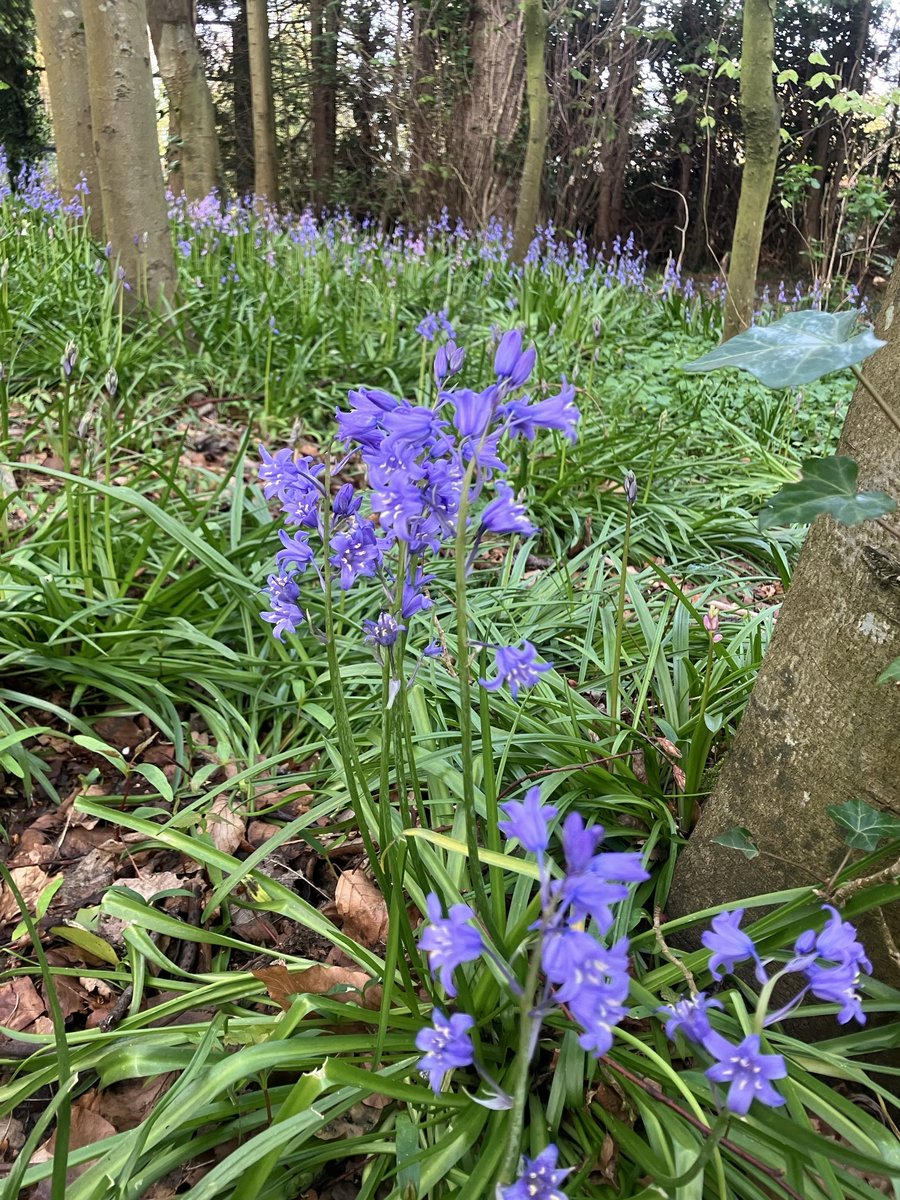 robbeorn's tweet image. Bluebell woods #Belfast