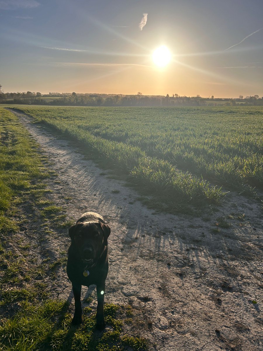 matthewbarberUK's tweet photo. What a wonderful start to the day! Walking part of the #ValeWay between #Hendred and #Steventon. 🐾
#HappySunday #walkies https://t.co/NrtJumlYCa