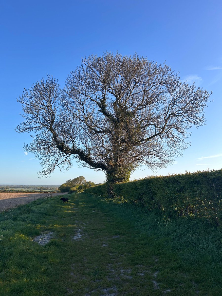 matthewbarberUK's tweet photo. What a wonderful start to the day! Walking part of the #ValeWay between #Hendred and #Steventon. 🐾
#HappySunday #walkies https://t.co/NrtJumlYCa