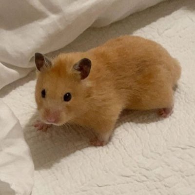 joongielvrs's tweet image. #NewProfilePic