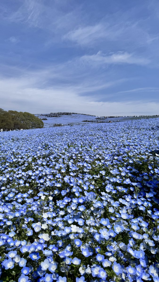 𓆟アレックめだか𓆟 tweet media