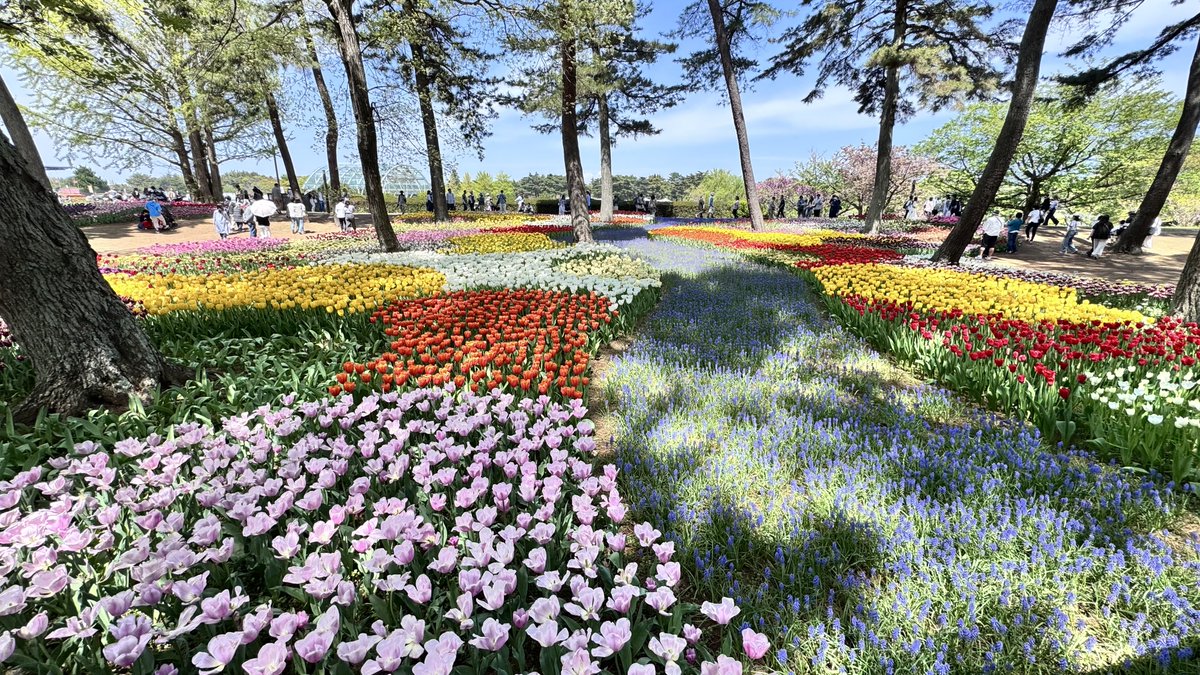 𓆟アレックめだか𓆟 tweet media