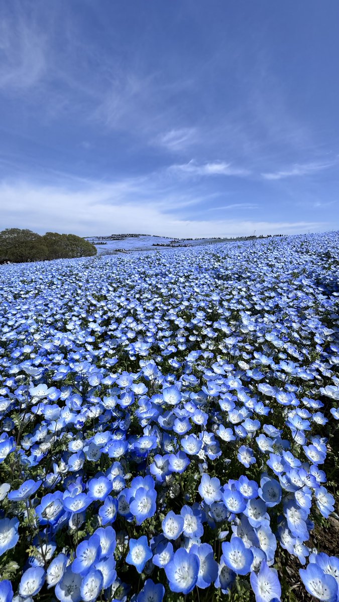 𓆟アレックめだか𓆟 tweet media