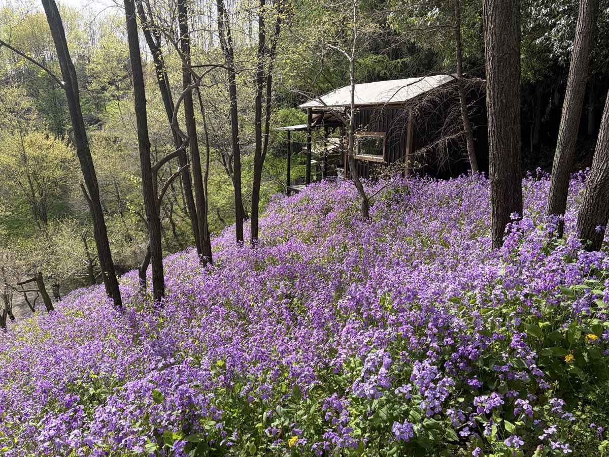 OZ★Go Camping with PAO tweet media