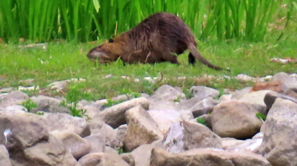 coypu_jp's tweet image. ヌートリア、絶滅危惧種クロツラヘラサギとツーショット。昆陽池公園 4月19日。
#nutria #coypu #ヌートリア #ragondin #絶滅危惧種 #クロツラヘラサギ #昆陽池公園