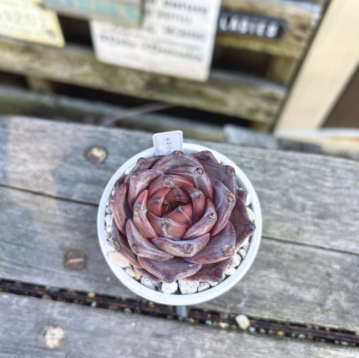 Ruta29life's tweet image. #beforeafter
#キャラメルマキアート

お爪がほぼ全滅だった
キャラメルマキアート
傷んだ所からお爪が‥
少し残ってたのか
再生されたのか( ˙꒳​˙)

①2026.4月
②      〃    横から
③2025.3月

#多肉
#多肉植物