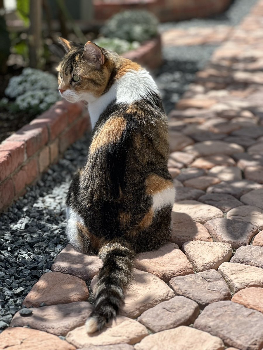 むぎさん、お庭散歩🐈