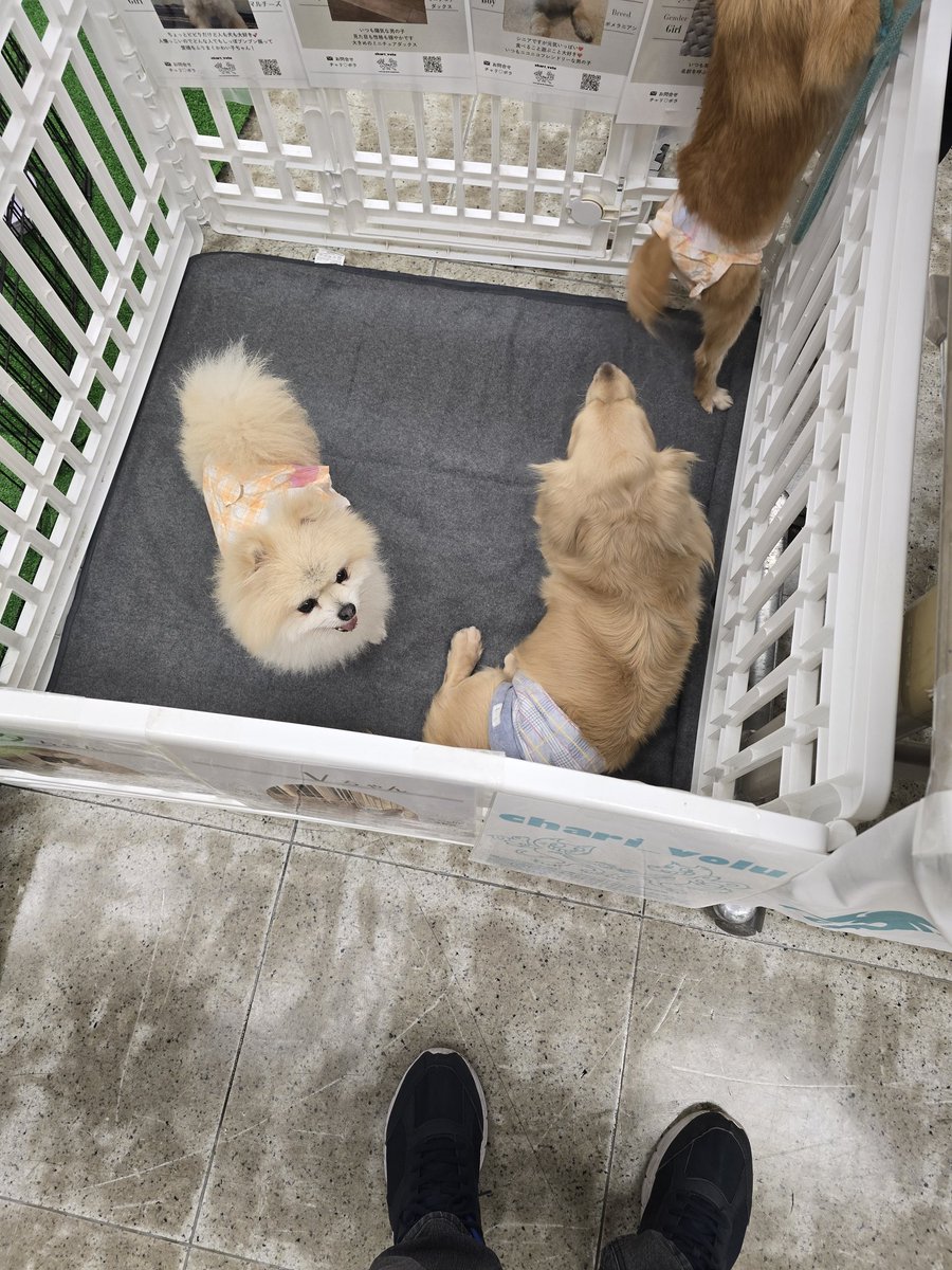 🐇うさぎLOVE💕🐇 tweet media