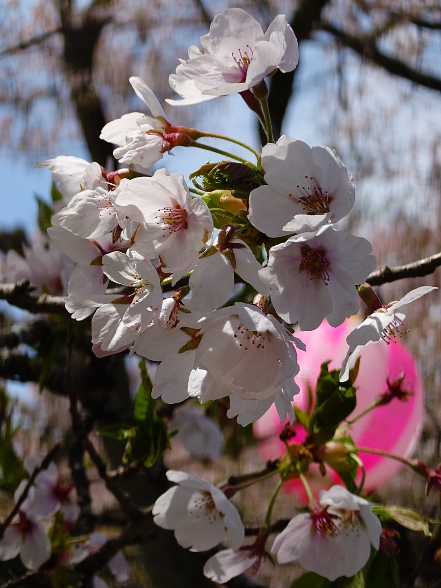 Loches_xiv's tweet photo. 今年、東京の桜を雨で逃したので福島までお花見に。ギリギリ葉桜一歩手前！！！めっちゃ桜吹雪でした。
天気良かったし来て良かった！ https://t.co/XKhFBenmB7
