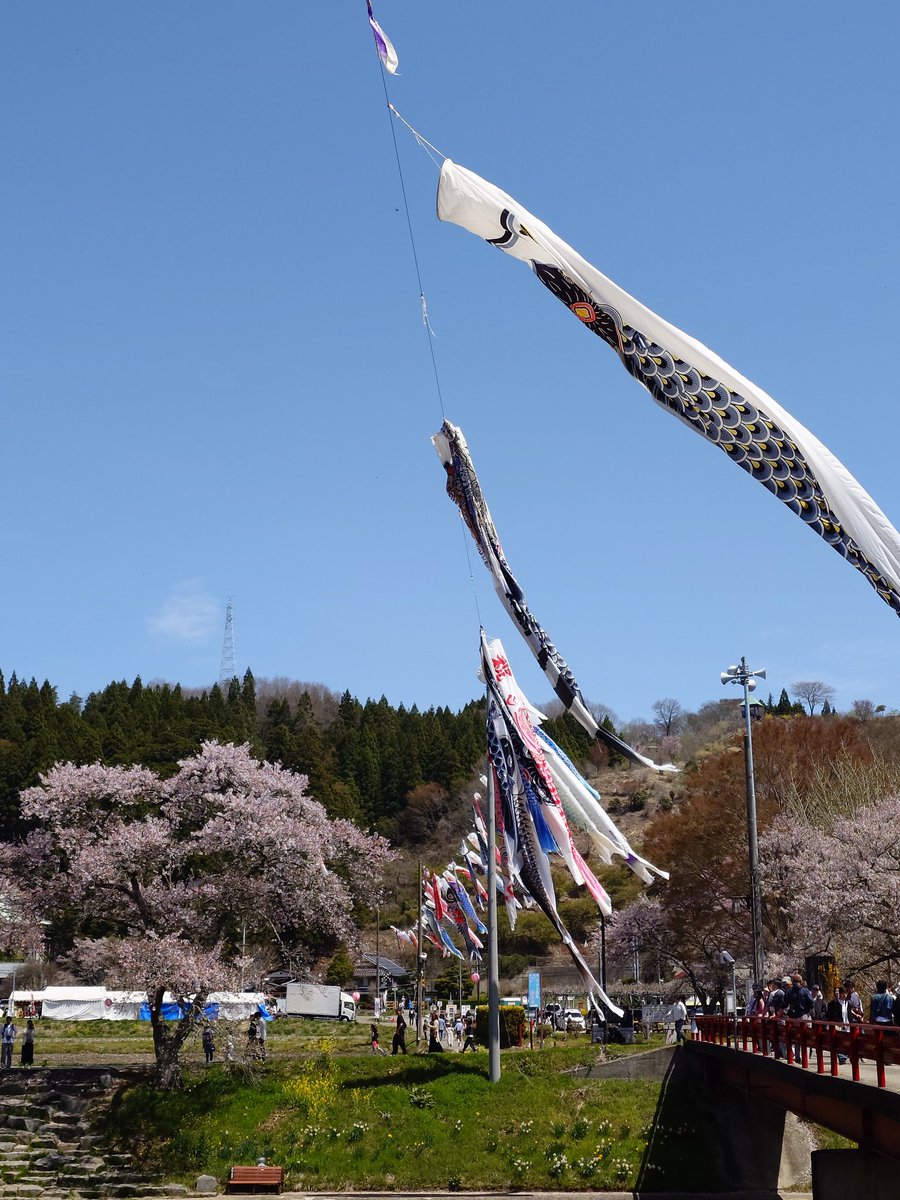 Loches_xiv's tweet photo. 今年、東京の桜を雨で逃したので福島までお花見に。ギリギリ葉桜一歩手前！！！めっちゃ桜吹雪でした。
天気良かったし来て良かった！ https://t.co/XKhFBenmB7