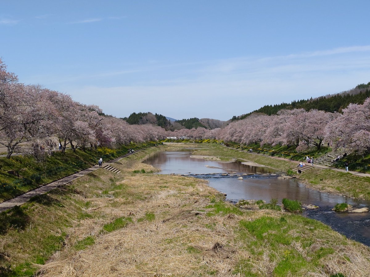 Loches_xiv's tweet photo. 今年、東京の桜を雨で逃したので福島までお花見に。ギリギリ葉桜一歩手前！！！めっちゃ桜吹雪でした。
天気良かったし来て良かった！ https://t.co/XKhFBenmB7