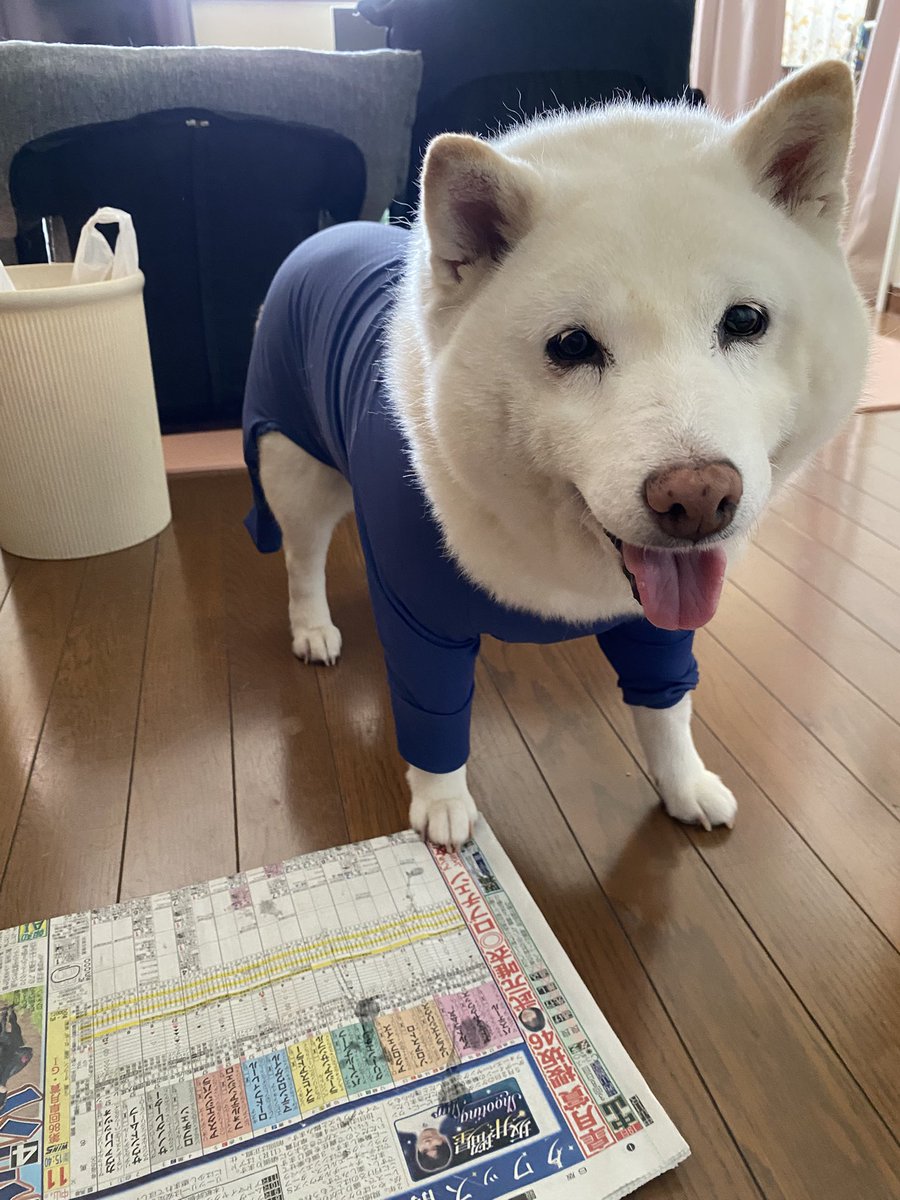 白柴まつ tweet media