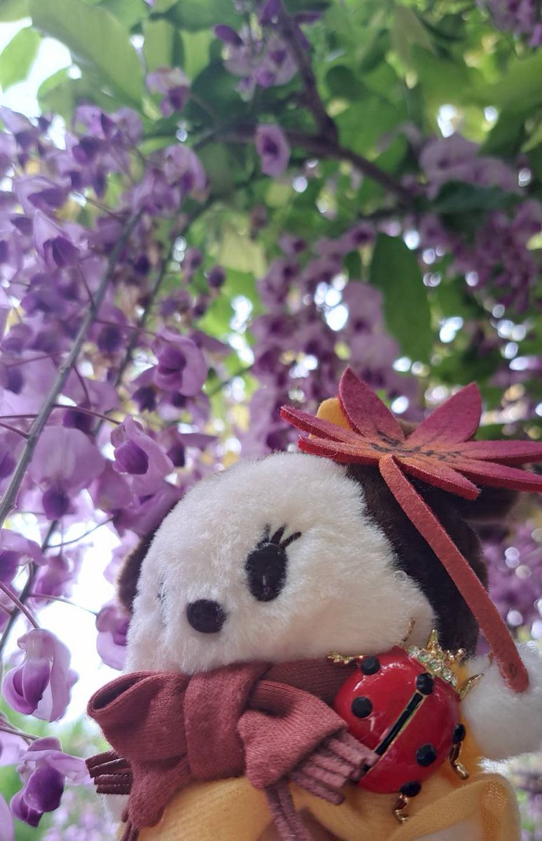 ✨もミニーちゃんといっしょに藤の花を見てきたよ✨
私もぬいぐるみとお話(アイコンタクト)できる人です( =＾ω＾)💕