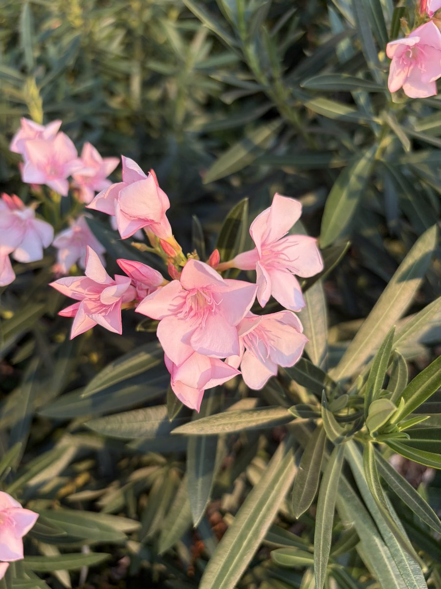 ボ 🌈 tweet media