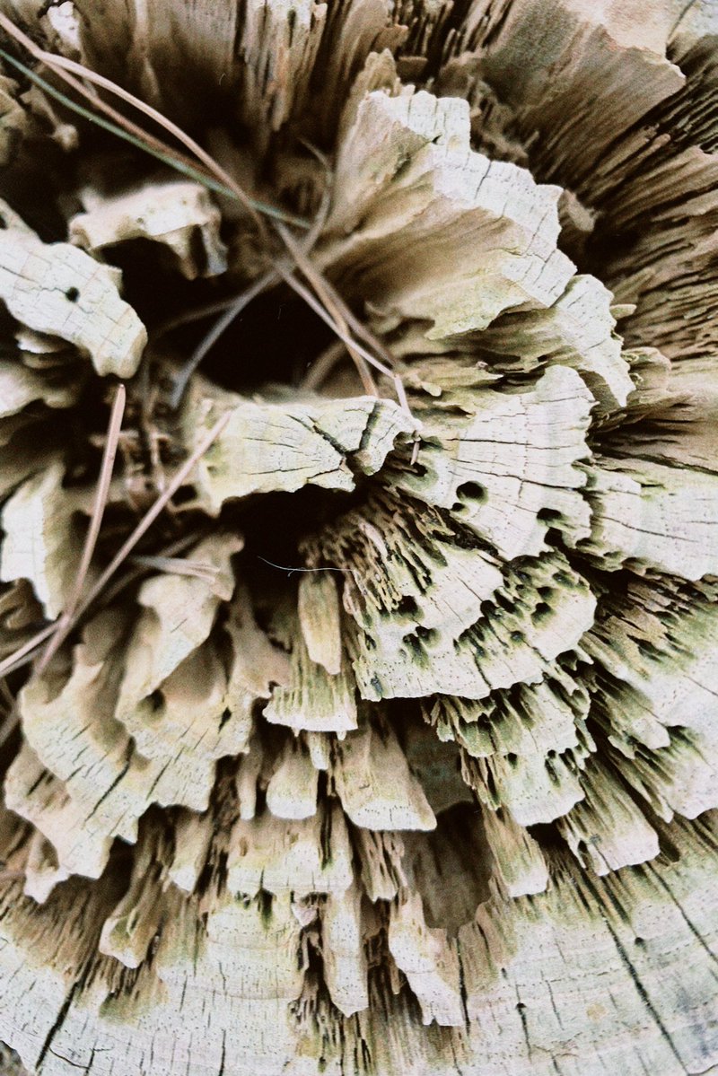 kana00w00's tweet image. #snap