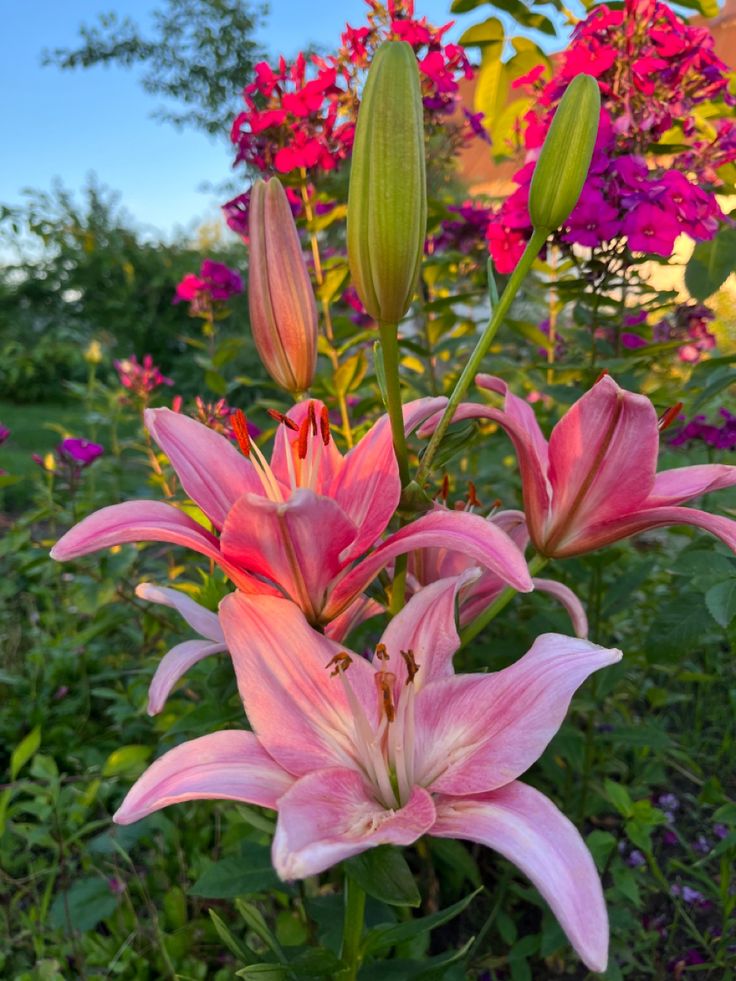 Pink Lilly flowers 🌺