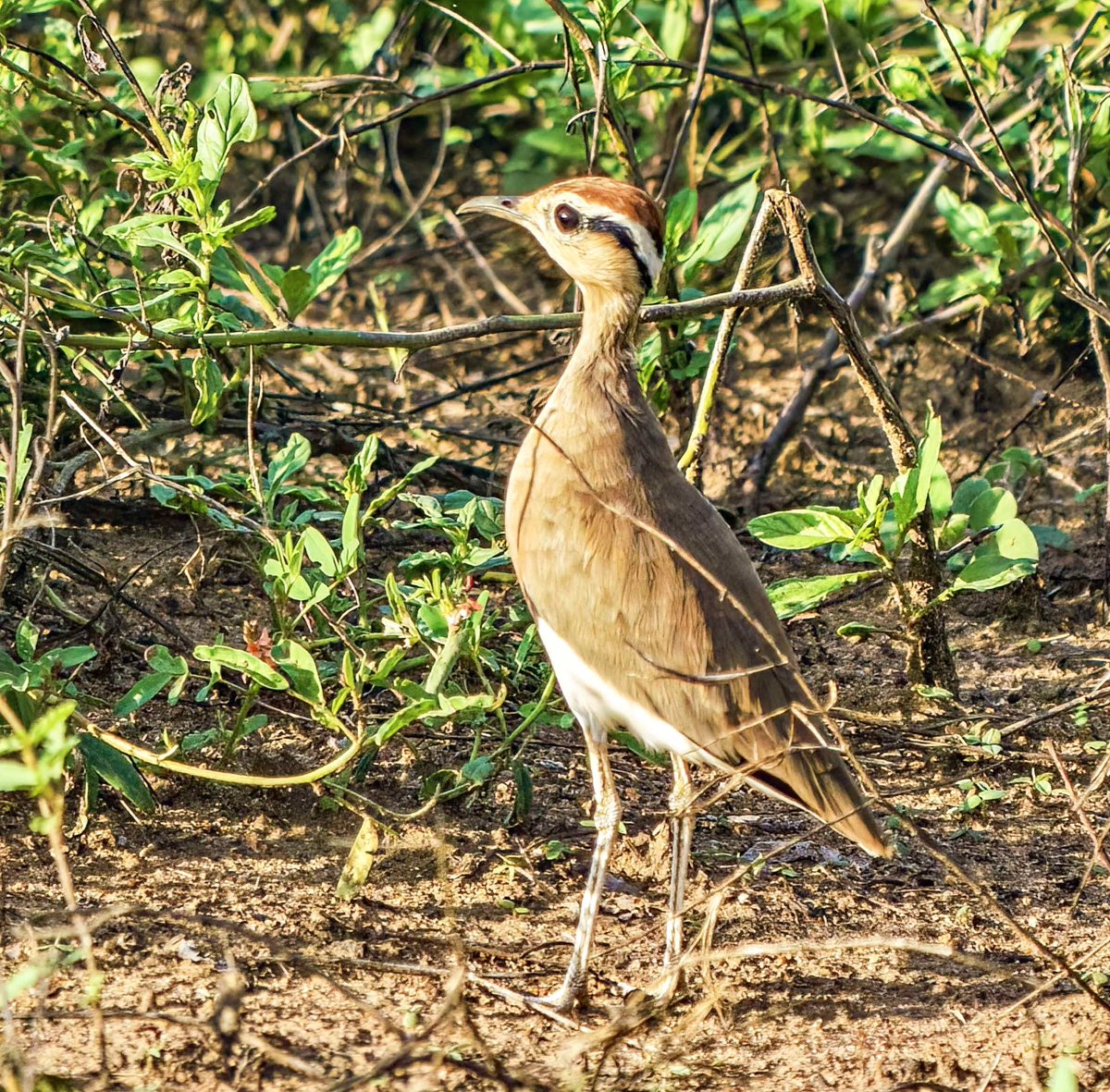 PaulWatkins14's tweet image. Temminck’s Courser emerges from the shadows in Gonarezhou National Park recently #TwitterNaturePhotography #birding #Africanwildlifephotography #Zimbabwe