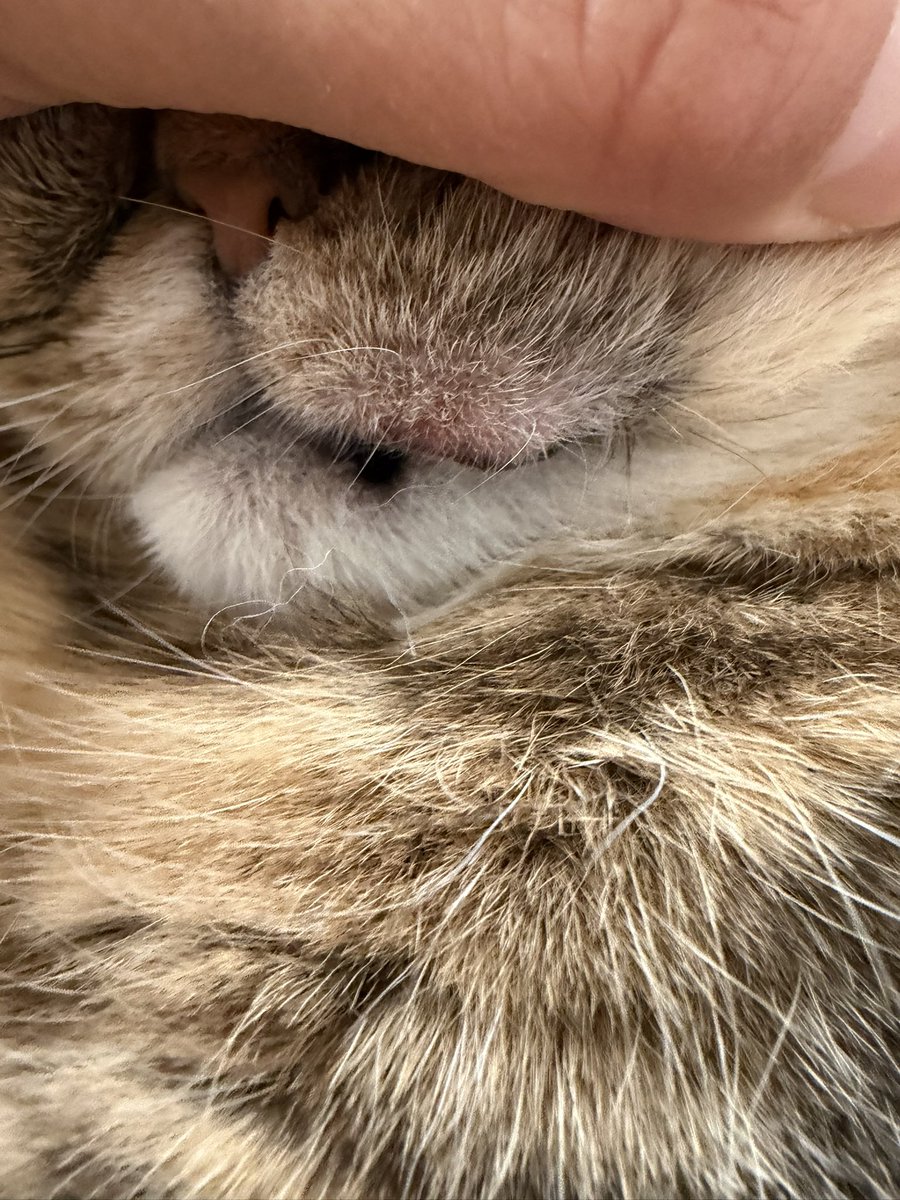 こたろー🐾 tweet media