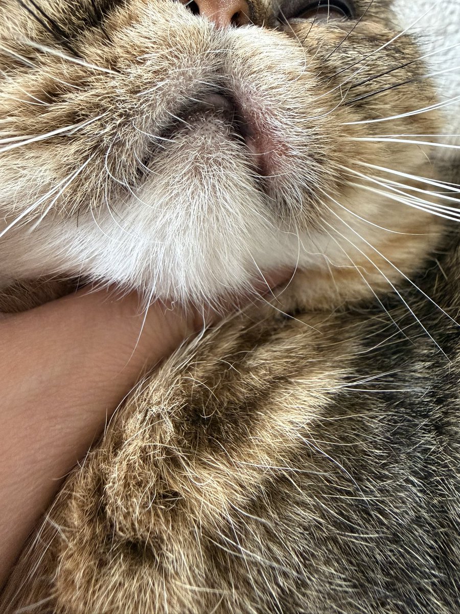 こたろー🐾 tweet media