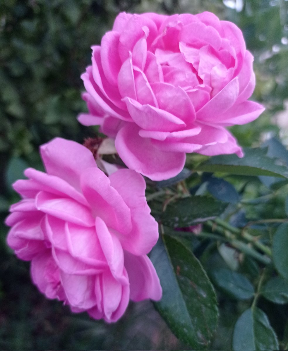 ≺︎﮼ ‏آلَهّدٍبـ❁ـآ𖤓 tweet media