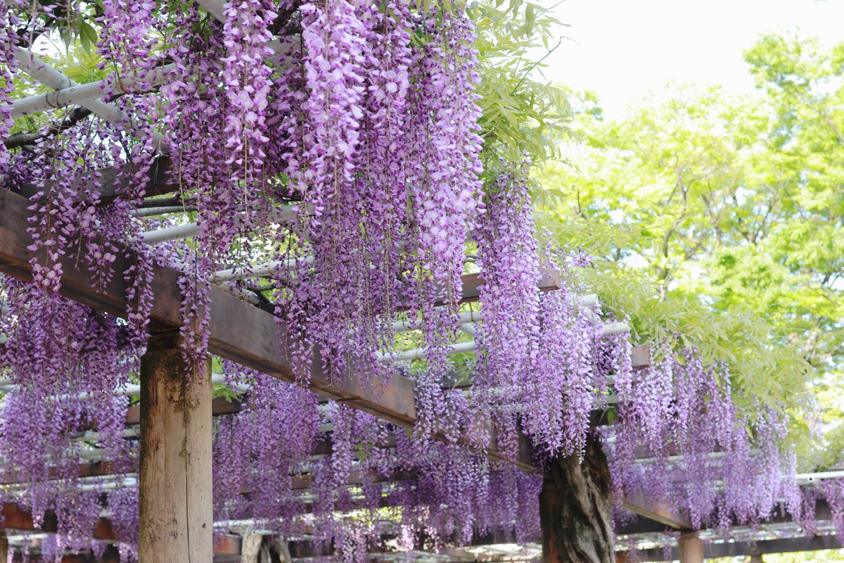 富昭堂 tweet media