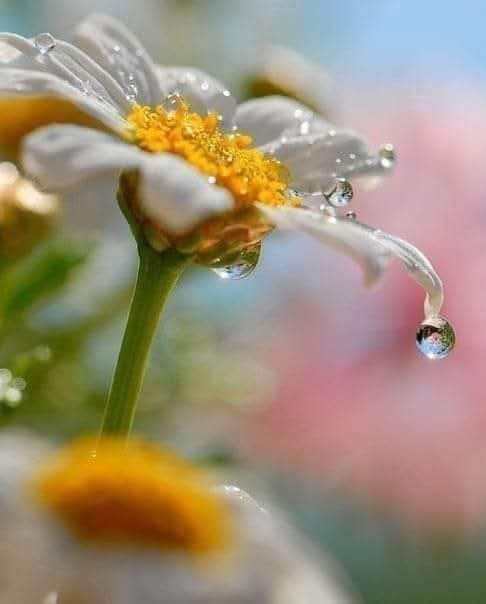 أعلق صورتك
على جدران قلبي
كتهويدة عاشقة.....
تطرق نوافذ اللقاء…
فتنفتح في داخلها 
مواسم ضوء.....
وتنبت على شفاه الانتظار
أغنيات تشبهك......💗

أنشودة شاعر ✍️