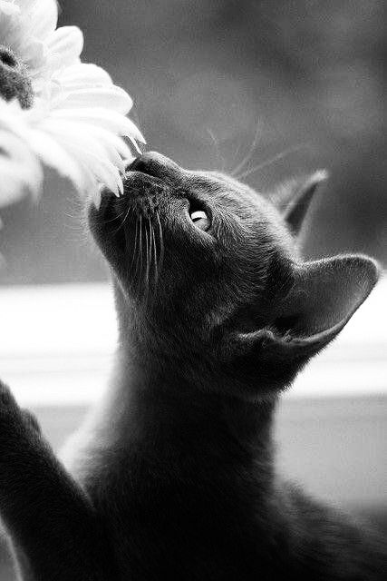 SassySiren tweet media