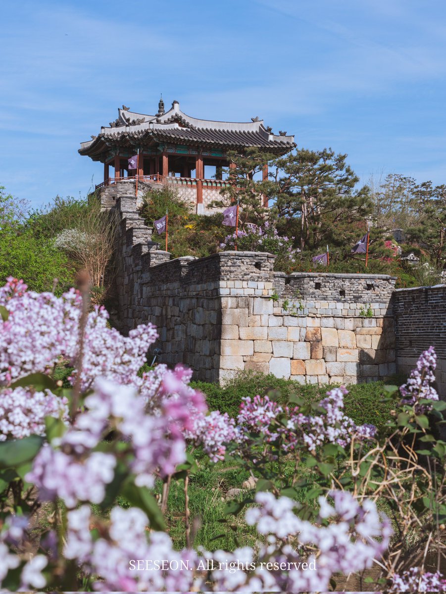 한옥에는 무조건 매화 아니면 목련이라고 생각했는데 라일락도 무시 못하겠다!