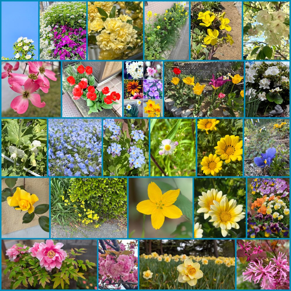 ぱうぱう🐾🍩HANAMICHI🌼*･campstyle✌️ tweet media