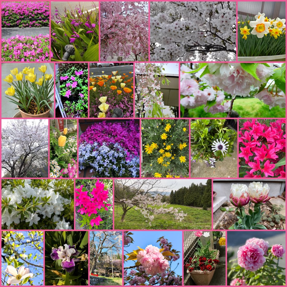 ぱうぱう🐾🍩HANAMICHI🌼*･campstyle✌️ tweet media