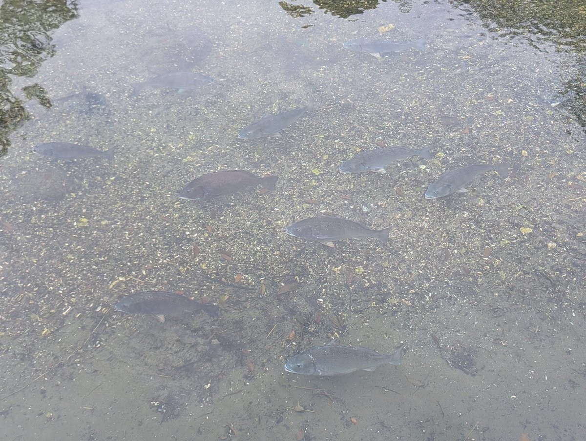 スグル tweet media