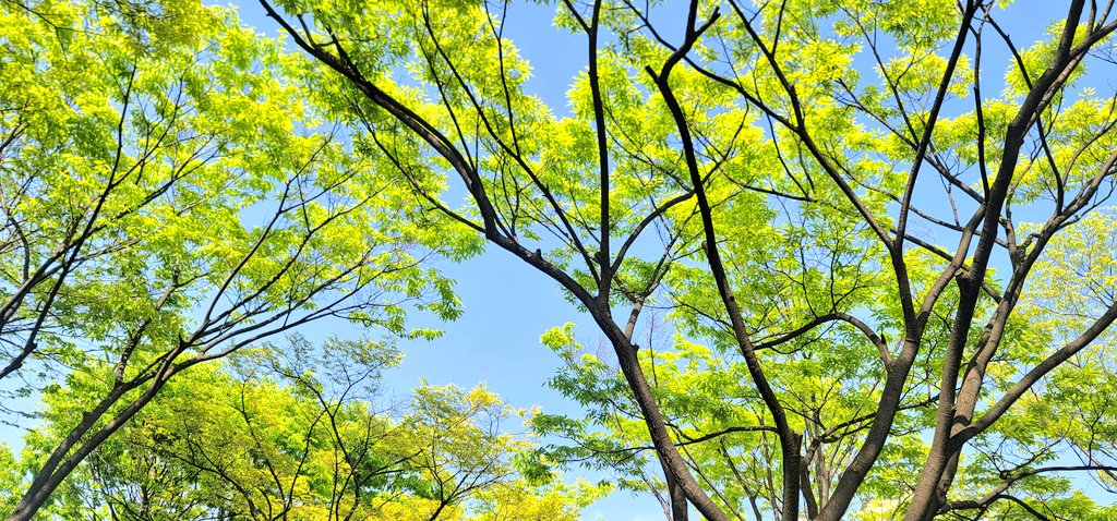 츄🌱 tweet media