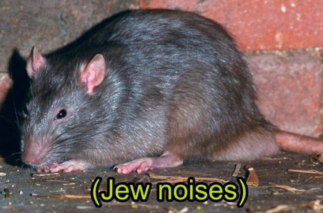 Jew Anon tweet media