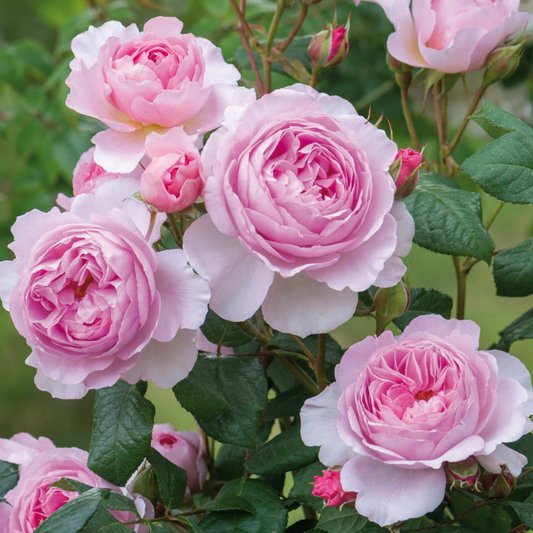 mzu2013's tweet image. Stop and look around you, be grateful for all you have, surroundings and the people who love you.

#HappySunday 😘🌸🩷🦋🍀

#SundayMotivation