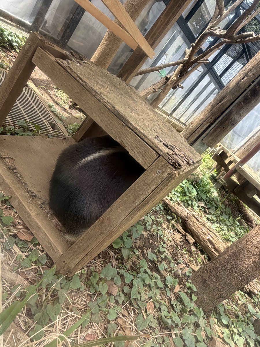 fooltrashbox's tweet photo. 黒豆このは
ｲｿﾌﾗﾎﾞﾝｼﾞｭｰﾙ

#ミナミコアリクイ
#Southerntamandua
#anteater
#小食蟻獣
#野毛山動物園
#このは
#動いてよ
#1日1コアリクイ
#ミナミコログ https://t.co/fEGlrvGEsS