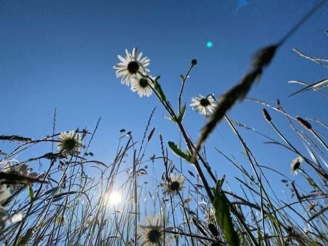 philip_ciwf's tweet image. Despite all the challenges, sadness and cruelty in the world, our beautiful #Planet keeps giving
#NatureBeauty
#solace