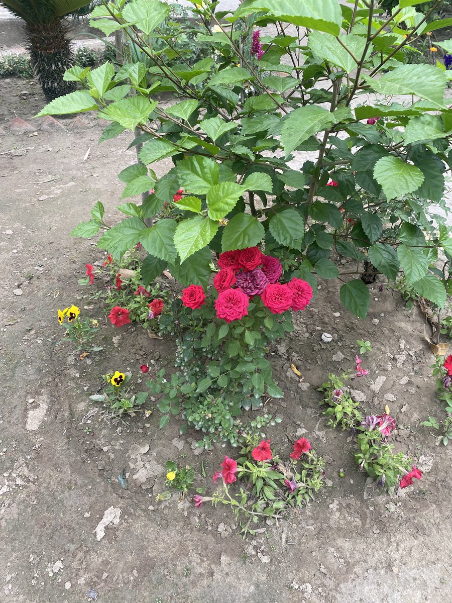 Mahsam Ali tweet media