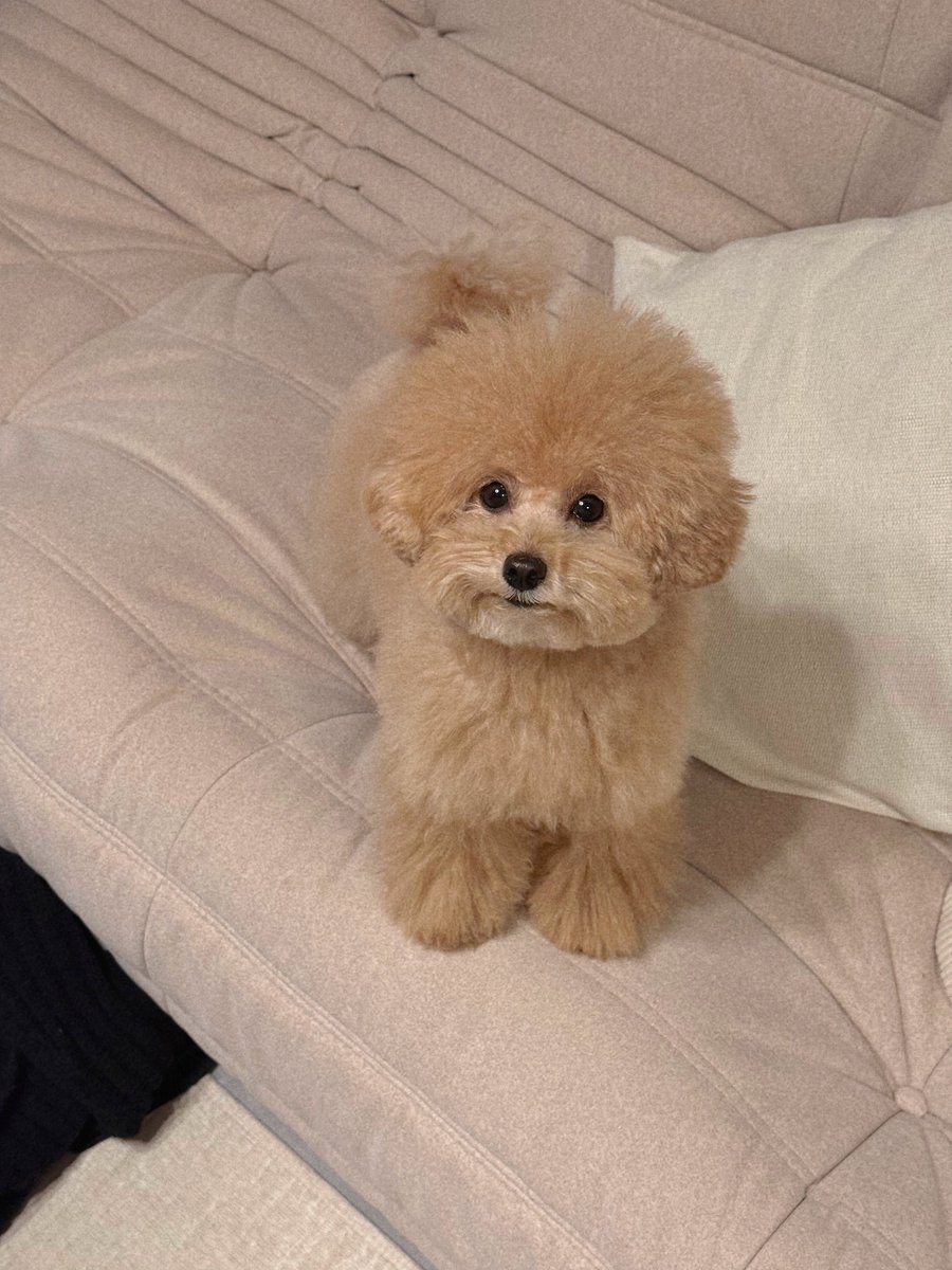 kuma__tiny's tweet photo. 3歳、家賃0円、東京暮らし、無職 https://t.co/M4FhRjWh9m