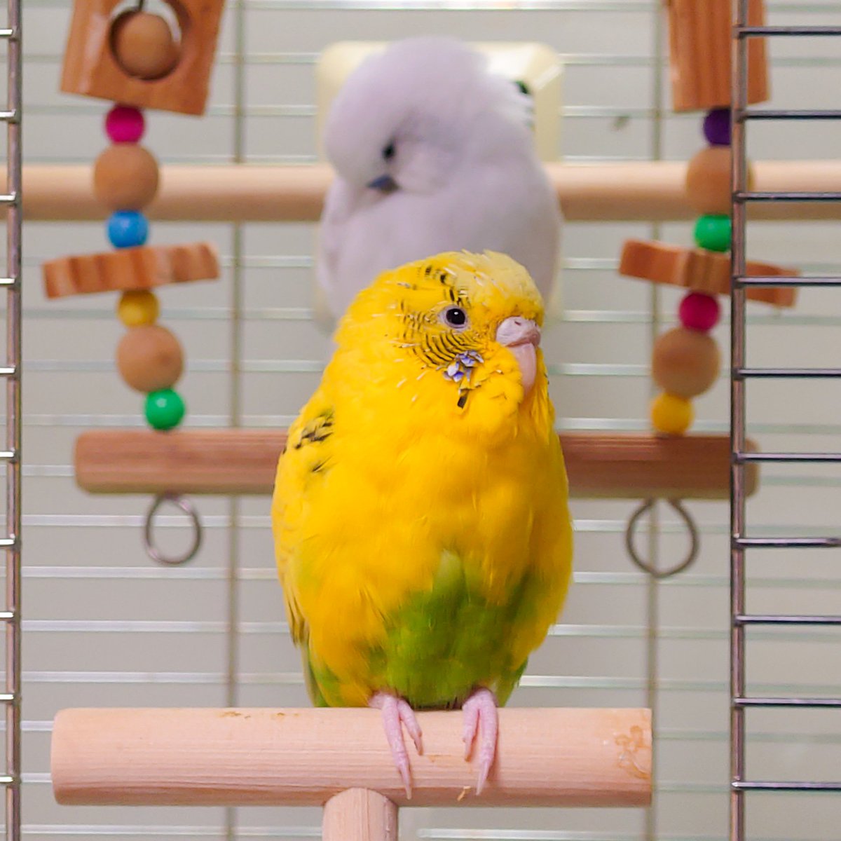 ぴよこ(ぴーよこまる♂) tweet media