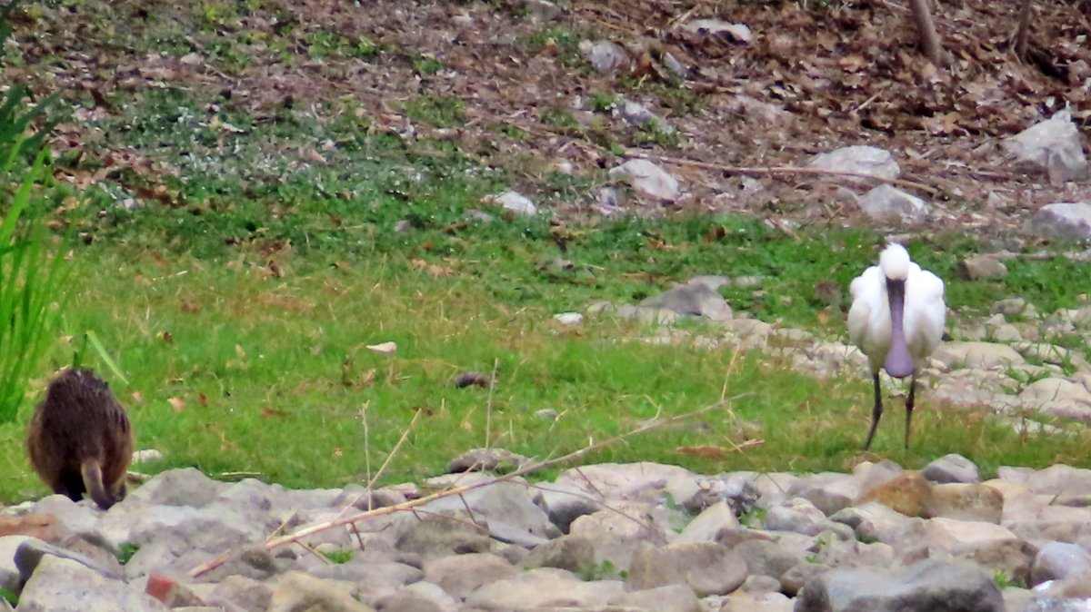 nutriabot's tweet image. ヌートリア、絶滅危惧種クロツラヘラサギとツーショット。昆陽池公園 4月19日。
#nutria #coypu #ヌートリア #ragondin #絶滅危惧種 #クロツラヘラサギ #昆陽池公園