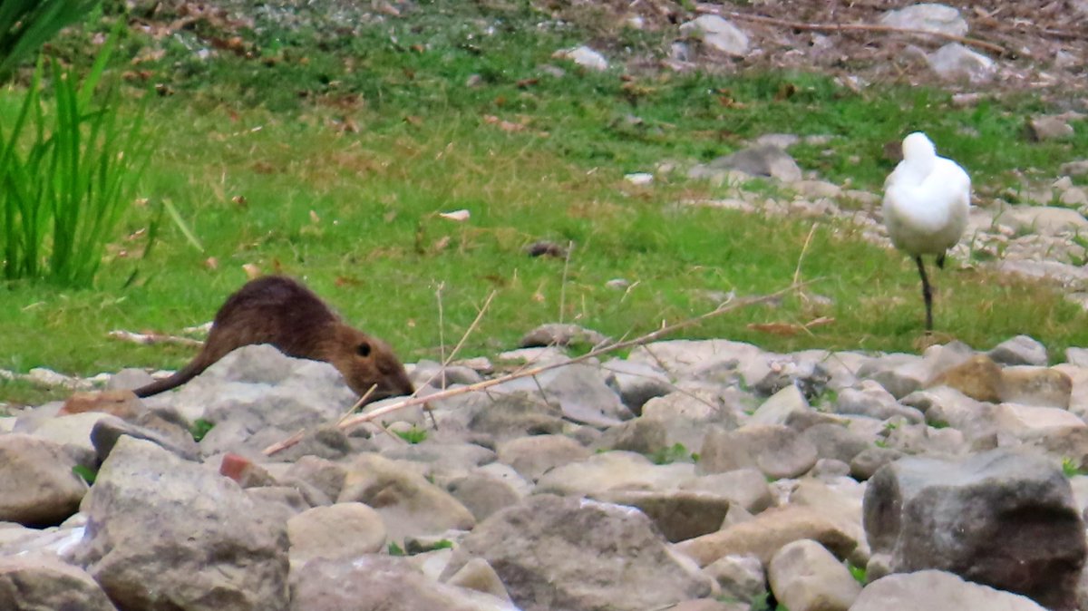 nutriabot's tweet image. ヌートリア、絶滅危惧種クロツラヘラサギとツーショット。昆陽池公園 4月19日。
#nutria #coypu #ヌートリア #ragondin #絶滅危惧種 #クロツラヘラサギ #昆陽池公園
