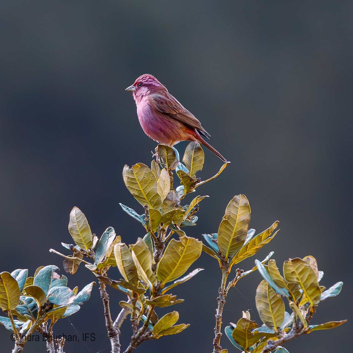 ib_ifs's tweet photo. April brings the forests and streams of Dhauladhar Wildlife Sanctuary alive with bird activity. As snow melts, pheasants, flycatchers, buntings, blackbirds, forktails, jays and redstarts fill the landscape with colour, calls and movement. #DhauladharWildlifeSanctuary #Rajgundha #BirdsOfHimalaya #Birding #HimachalPradesh