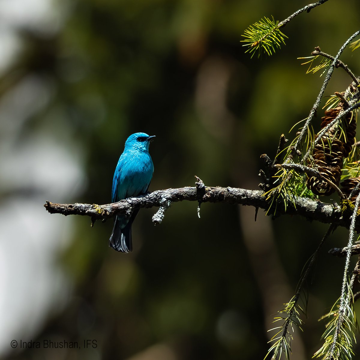 ib_ifs's tweet photo. April brings the forests and streams of Dhauladhar Wildlife Sanctuary alive with bird activity. As snow melts, pheasants, flycatchers, buntings, blackbirds, forktails, jays and redstarts fill the landscape with colour, calls and movement. #DhauladharWildlifeSanctuary #Rajgundha #BirdsOfHimalaya #Birding #HimachalPradesh