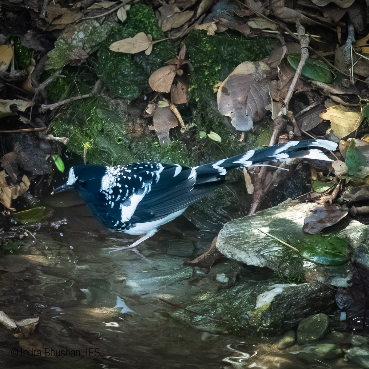 ib_ifs's tweet photo. April brings the forests and streams of Dhauladhar Wildlife Sanctuary alive with bird activity. As snow melts, pheasants, flycatchers, buntings, blackbirds, forktails, jays and redstarts fill the landscape with colour, calls and movement. #DhauladharWildlifeSanctuary #Rajgundha #BirdsOfHimalaya #Birding #HimachalPradesh