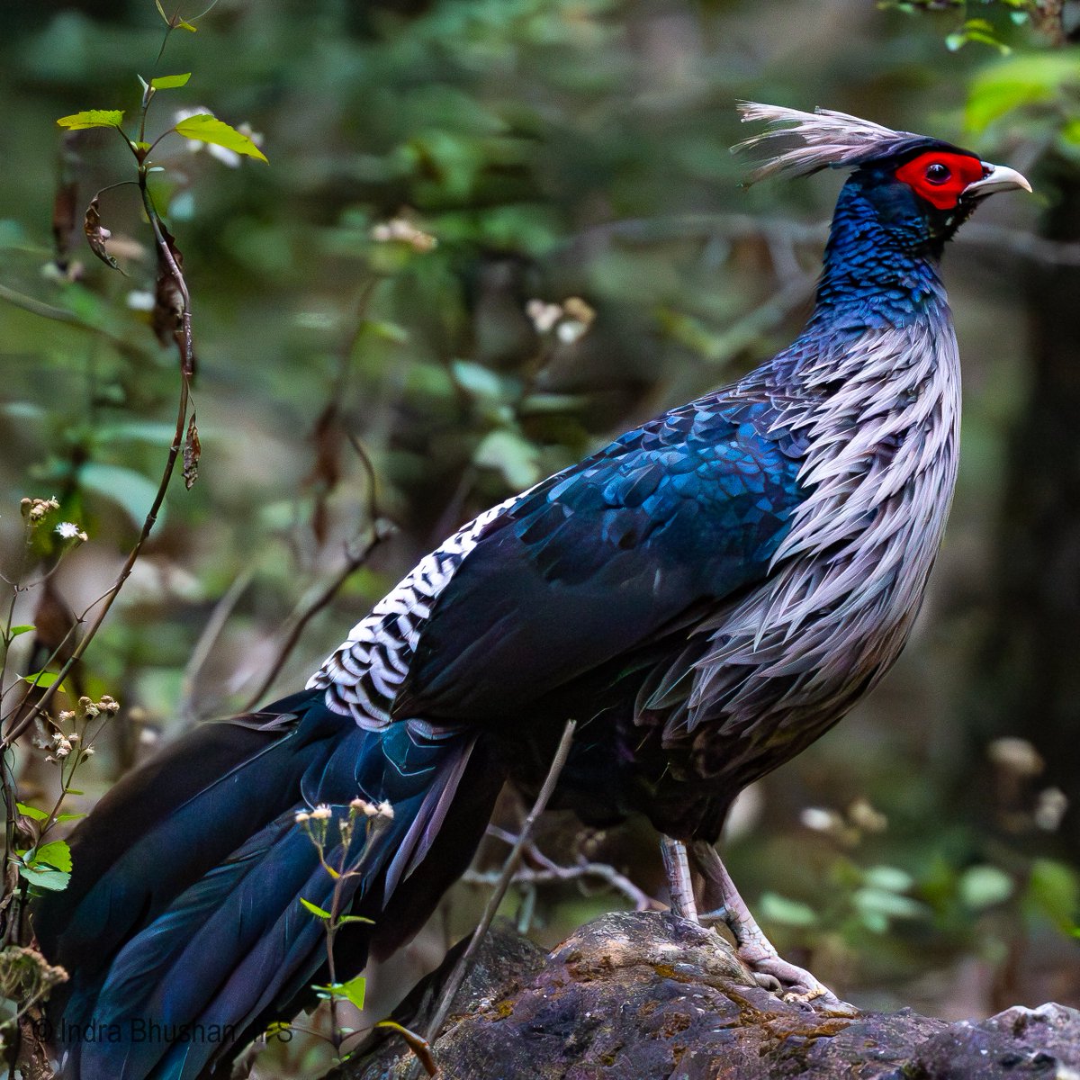 ib_ifs's tweet photo. April brings the forests and streams of Dhauladhar Wildlife Sanctuary alive with bird activity. As snow melts, pheasants, flycatchers, buntings, blackbirds, forktails, jays and redstarts fill the landscape with colour, calls and movement. #DhauladharWildlifeSanctuary #Rajgundha #BirdsOfHimalaya #Birding #HimachalPradesh