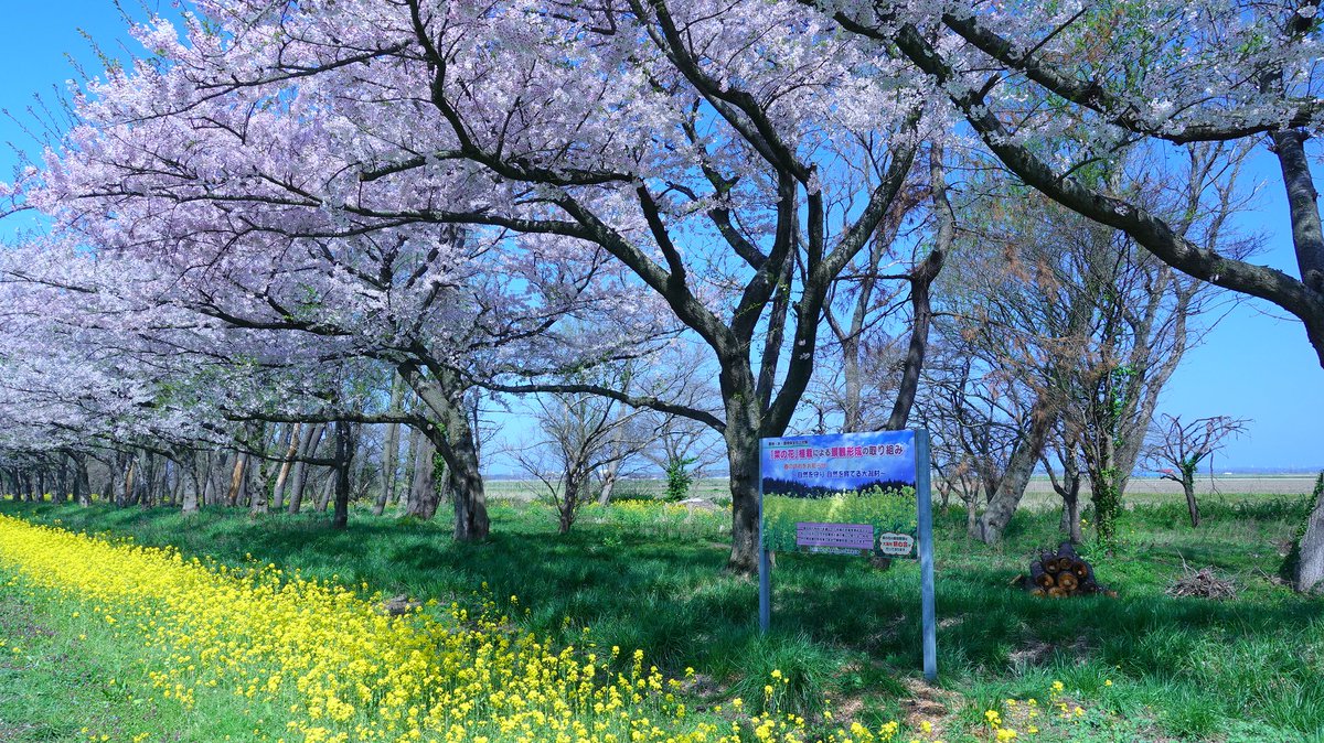 comp4ss's tweet photo. やっと春を満喫🌸(o^-')*☆。。。
@ 大潟村 菜の花ロード https://t.co/vD4Yn6XMPx