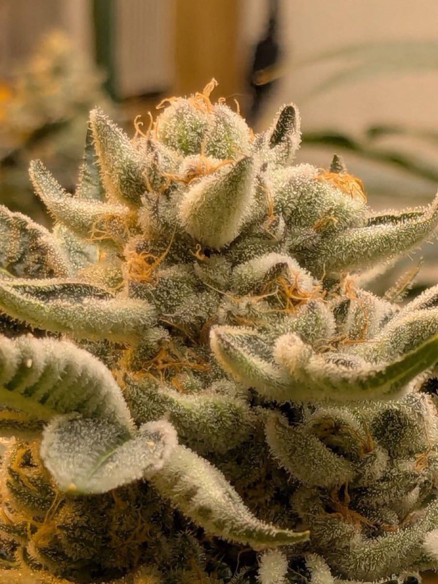 Jane420 ☘️ tweet media